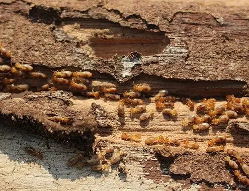 Termite Treatment Cost