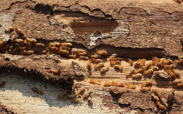 Termite Treatment Cost