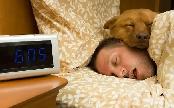 dog bed cost