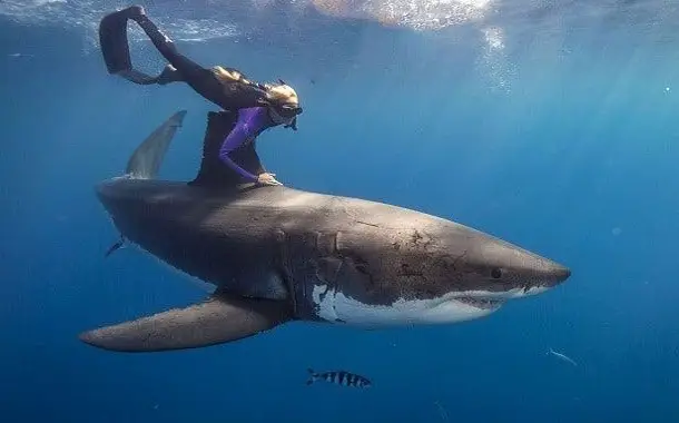 How much does it cost to swim with sharks