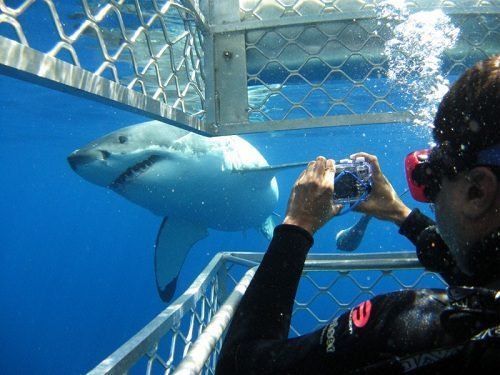 How Much Does It Cost To Swim With Sharks?