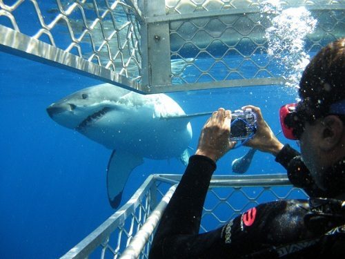 shark-diving-cape-town