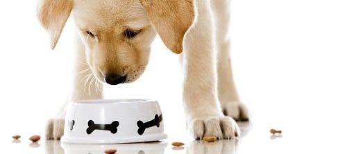 Cute puppy eating dog food - isolated over a white background