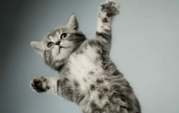 How Much Does It Cost To Declaw A Cat? - ThePricer Media