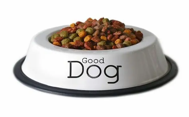 dog food cost
