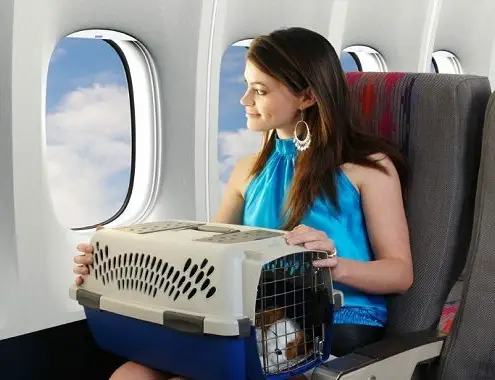 cost to take pet on plane