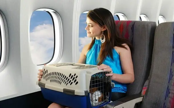 cost to take pet on plane
