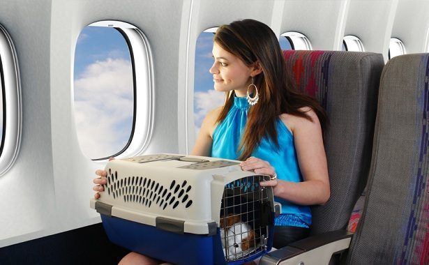 pet travel by air cost