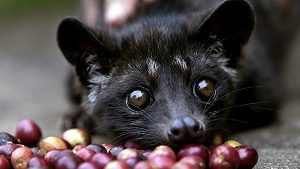 Mongoose Poop Coffee