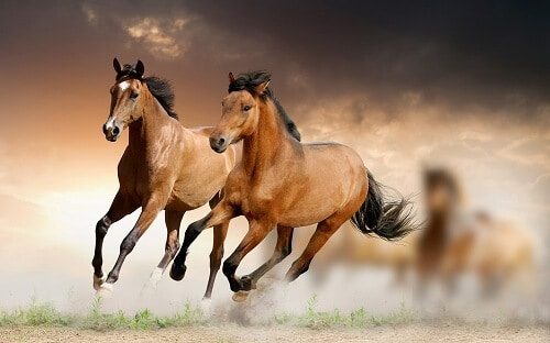 Beautiful horses