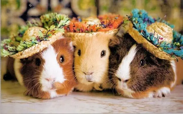 how much does a guinea pig cost per month