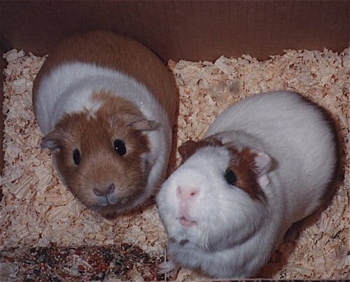 Two guinea pigs