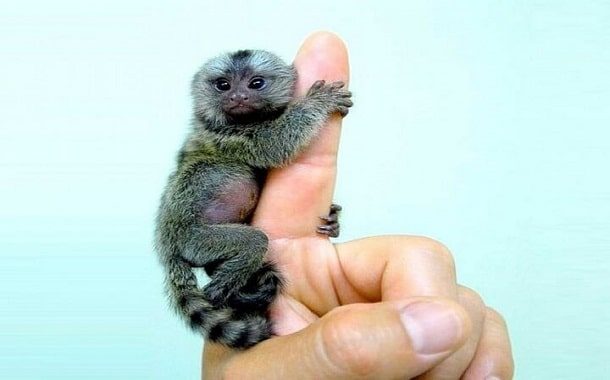 baby finger monkey price