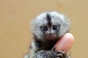 Finger Monkey Look