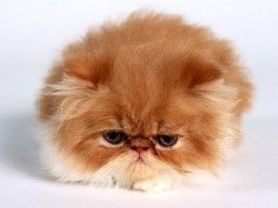 Sad Persian kitten 