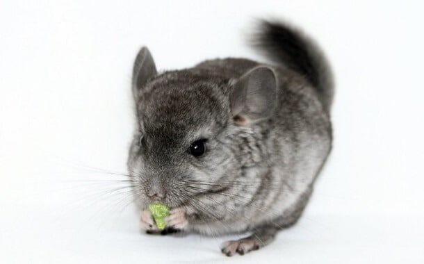 chinchilla average price