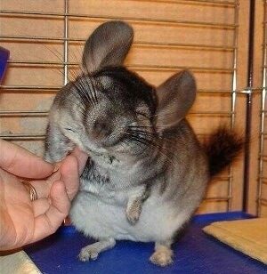 Cute Chinchilla