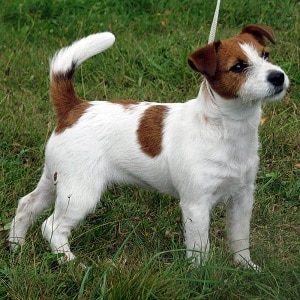 Jack Russell Terrier Cost
