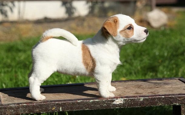 Jack Russell Terrier Puppy