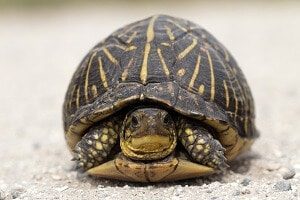 A cute box turtle