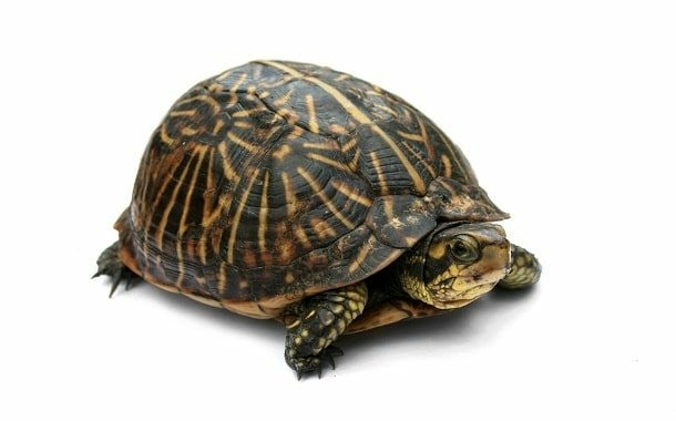 Box Turtle Price - Updated 2023 - The Pricer