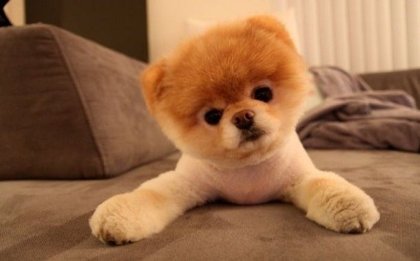 Pomeranian Boo Price