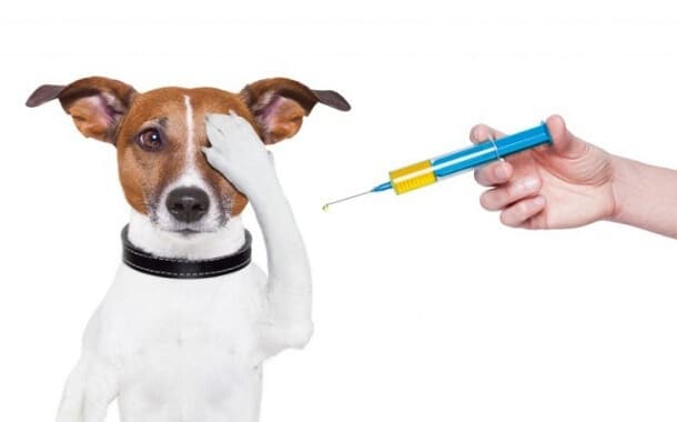 How Much Does Dog Vaccination Cost? - in 2019