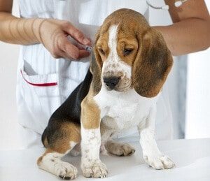 Dog Vaccination Types
