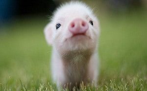 Teacup pig look