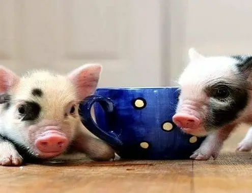 How much does a teacup pig cost?