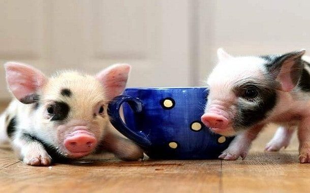 The Cost of a Teacup Pig