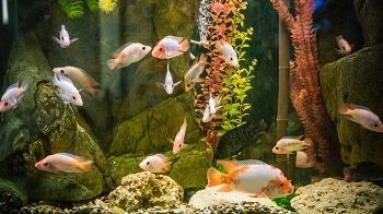 Fish in Tank