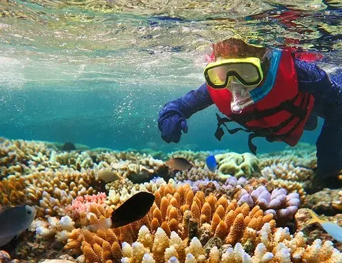 Girl Swimming In The Great Barrier Reef