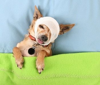 Pet Insurance for your Dog