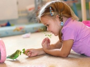 Pet Bird Great for Kids