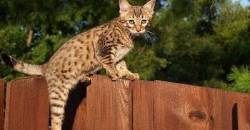 Serval Savannah Cat