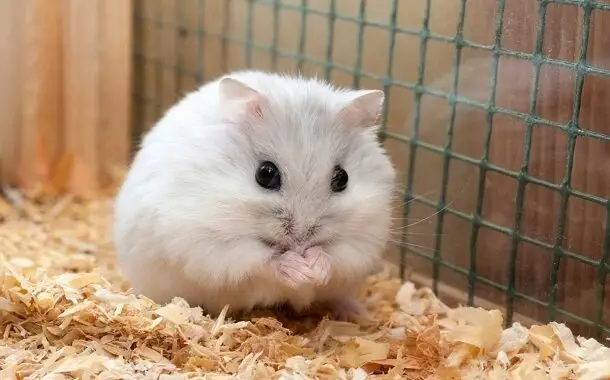 Cute Hamster Cost