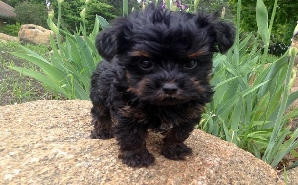 yorkipoo cost