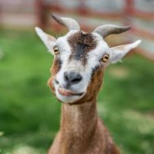 Goat Face