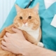 Doctor veterinarian cat neuter