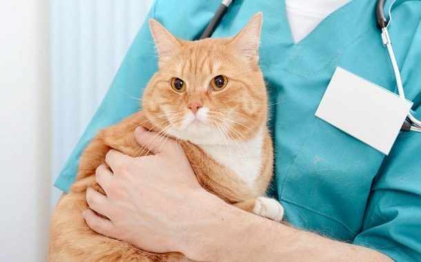 58 HQ Pictures Cat Neuter Cost Ontario - Spring Low-Cost Spay/Neuter Clinics Announced for Feral ...