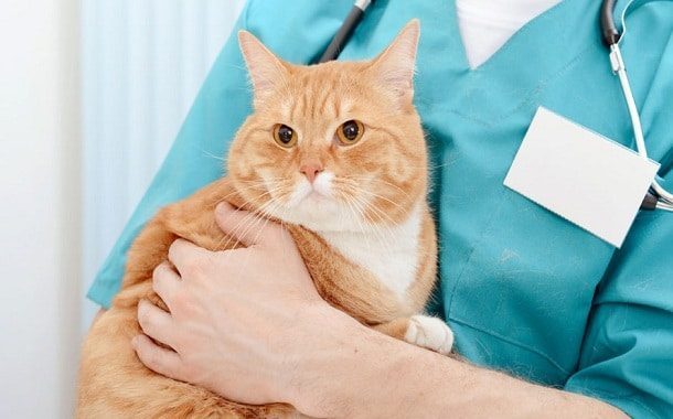 Doctor veterinarian cat neuter