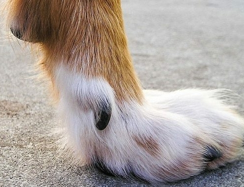 Dog Dewclaw Removal Cost