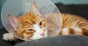 Cat in cone after spay surgery