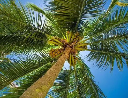 Palm Tree Cost
