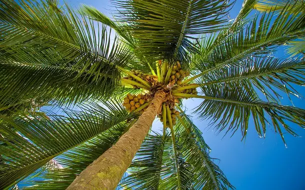 Palm Tree Cost