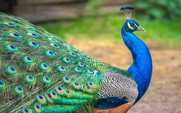 Peacock Feathers
