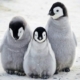 Penguin Cost
