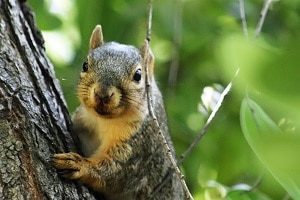 Funny Squirrel