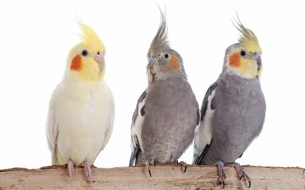 Cockatiel Price